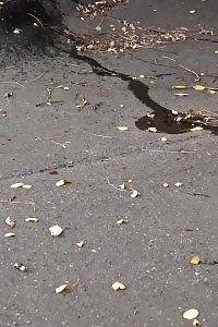 Outstanding Brunette Leaves A Wet Cunt After Pissing