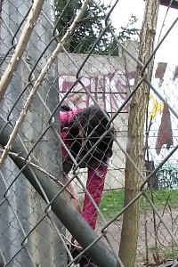 Brunette Lady Pisses On A Public Path